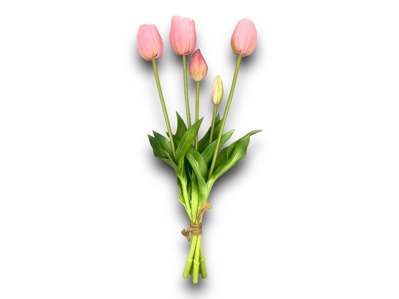 Csokros tulipán 5szálas BFT02